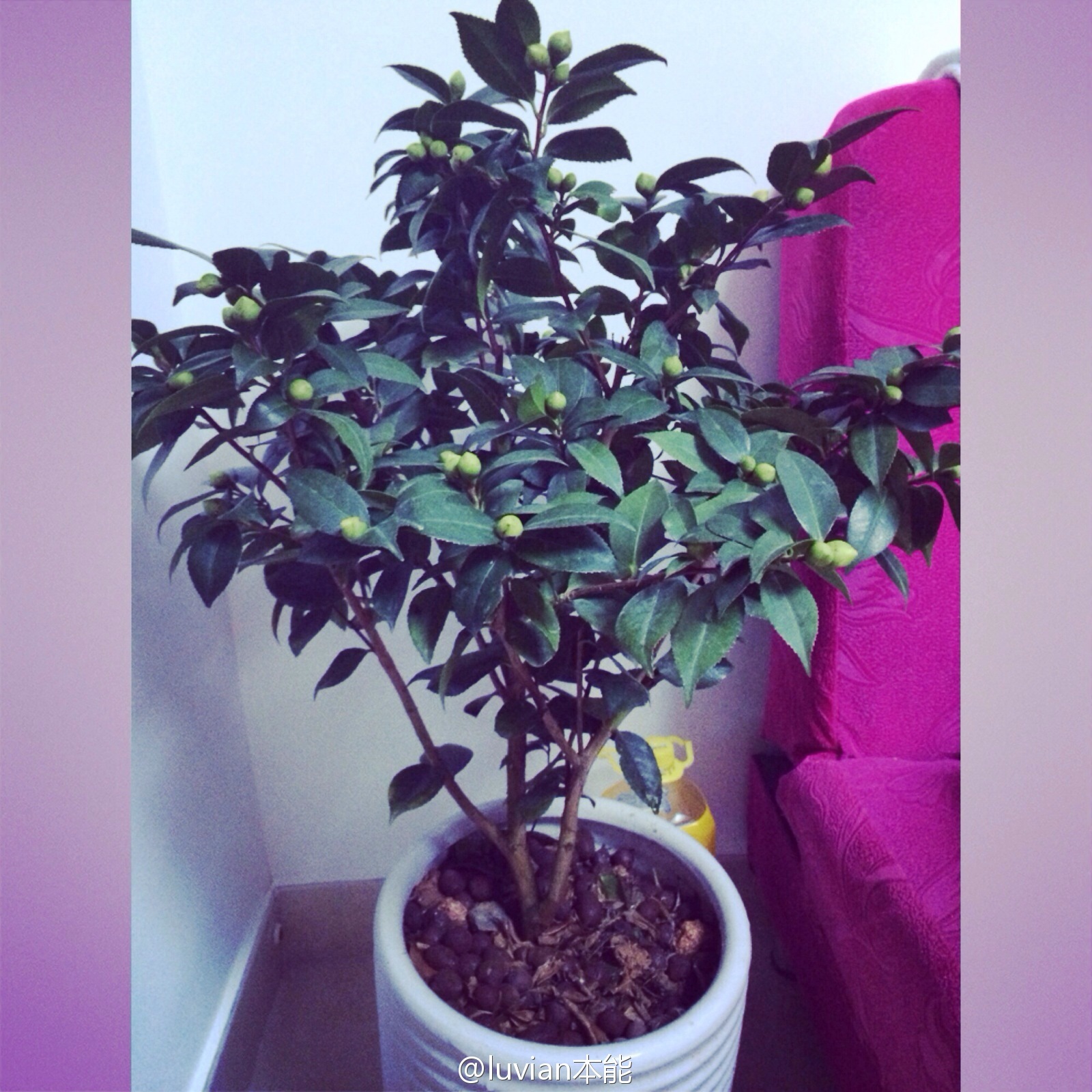 秀人美媛馆女郎luvian本能 微博相册集锦